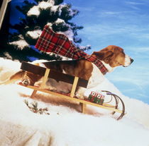 Wintersports dog, WintersportHund von arthousedesign