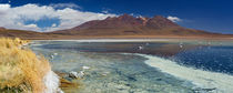 Desert lake Laguna Cañapa, Altiplano, Bolivia on a sunny day by Sara Winter