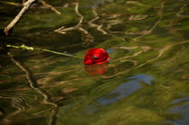 schwimmender Mohn by alana