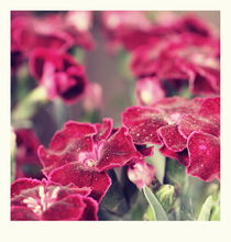 summer flowers - five by chrisphoto