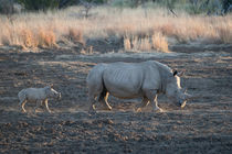 Mother and baby White rhino by Yolande  van Niekerk