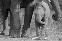 Close up of baby Elephant feeding next to mother in B&W by Yolande  van Niekerk