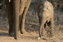 Baby elephant feeding with trunk parallaling mother's by Yolande  van Niekerk