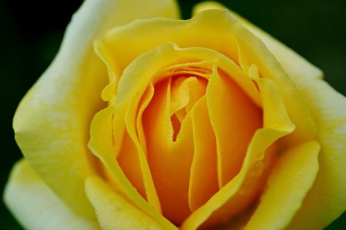 Rose-gelb-2015-002b