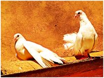 White Doves  by Sandra  Vollmann