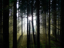 Lichtstimmung im Wald by brava64