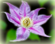Clematis Surrealii Photoshopius by Colin Metcalf