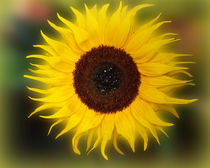 Sunflower Bizarrius Photoshopii von Colin Metcalf