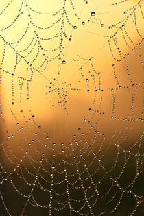 Spinnennetz am Morgen von Bernhard Kaiser