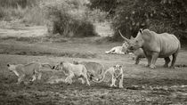 Mother Rhino scaring off Lions, B&W von Yolande  van Niekerk
