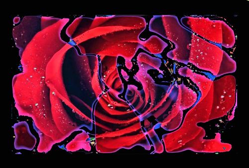 Rose-abstrakt-gr3