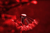Red series: blow Flower by leddermann