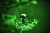 Green series: blow flower by leddermann