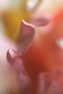Gladiolus petals macro by Alexander Kurlovich