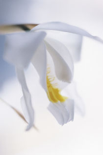 Coelogyne cristata flower by Alexander Kurlovich