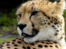Gepard von moyo