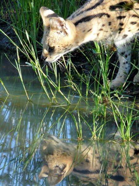 Serval-spiegelbild