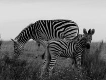 Zebras (b & w) by moyo