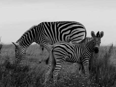 Zebras-mu-ki