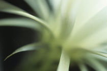 Echinopsis flower macro by Alexander Kurlovich