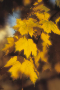 Autumn leaves by Alexander Kurlovich