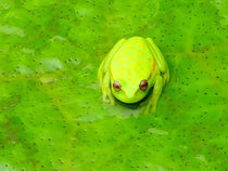 Yellow Backed Spotted Frog by Juan Carlos Camelo