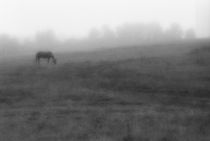 Foggy landscape with a horse by Alexander Kurlovich