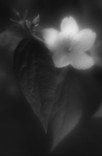 Jasmine flower by Alexander Kurlovich