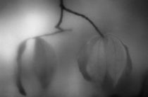 Willow leaves 3 by Alexander Kurlovich