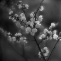 Cherry flowers by Alexander Kurlovich