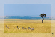 Zebras in der Massai Mara von Ines Schmelzer