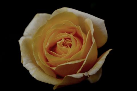 Rose-gelb-2015-004c