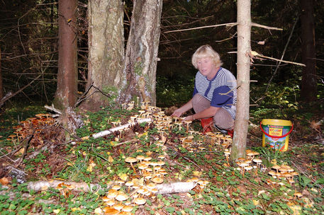 Forager-mushrooms-in-the-forest