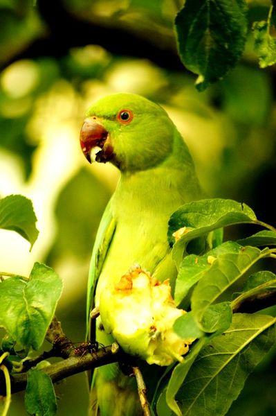 Foodsharing-wespe-papagei