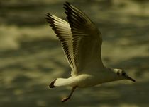 Freedom / Freiheit / Möwenflug / flying seagull by mateart