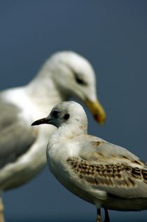seagulls // Möwen by mateart