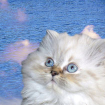 White Cat - Weiße Katze und blaues Wasser von Erika Kaisersot