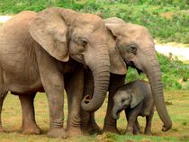 Elefantenfamilie by moyo