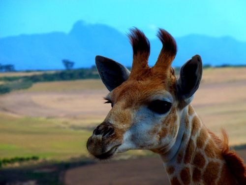 Giraffe-klein-baby
