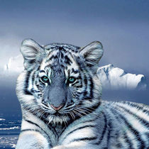 'Blue White Tiger - Blauer weißer Tiger' von Erika Kaisersot