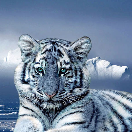 Blue-tiger-and-snow