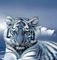Blue-tiger-and-snow