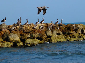 Flying-pelican