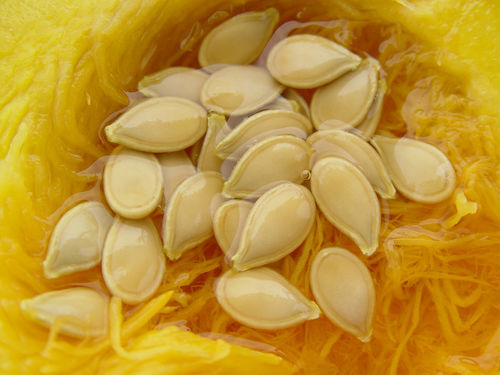 Pumpkin-seeds