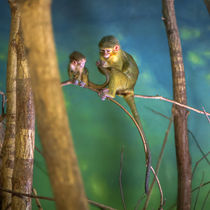 Liebevolle Affenmutter kümmert sich um ihr Kind von Gina Koch
