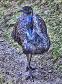 Ein Emu mit prachtvollem schwarz-blauen Gefieder von Gina Koch