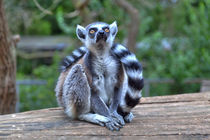 Ein Lemur in der grünen Natur von Gina Koch