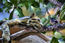 Ozelot im Mangobaum mit einem Vogel von Gina Koch