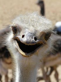 funny ostrich by moyo