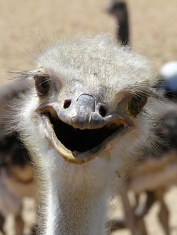 Funny-ostrich